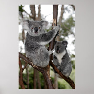 Poster Koalas dans les arbres