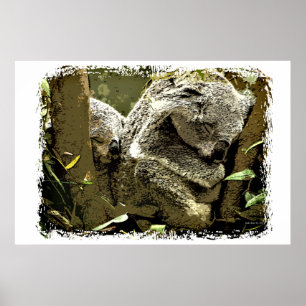 Poster Koalas endormi