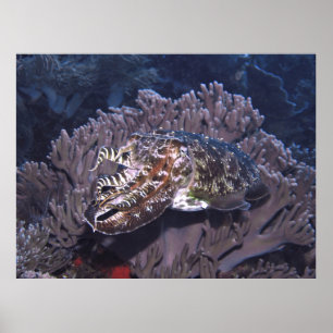 Poster Komodo