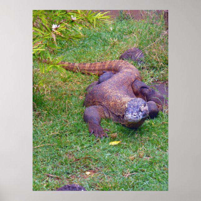 Poster Komodo Dragon (Devant)