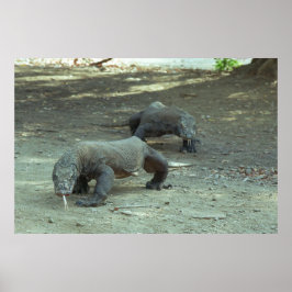 Poster Komodo Dragons