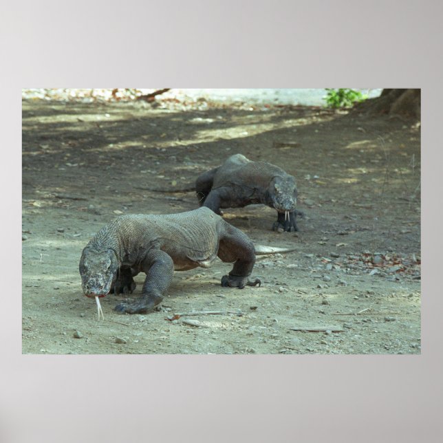 Poster Komodo Dragons (Devant)