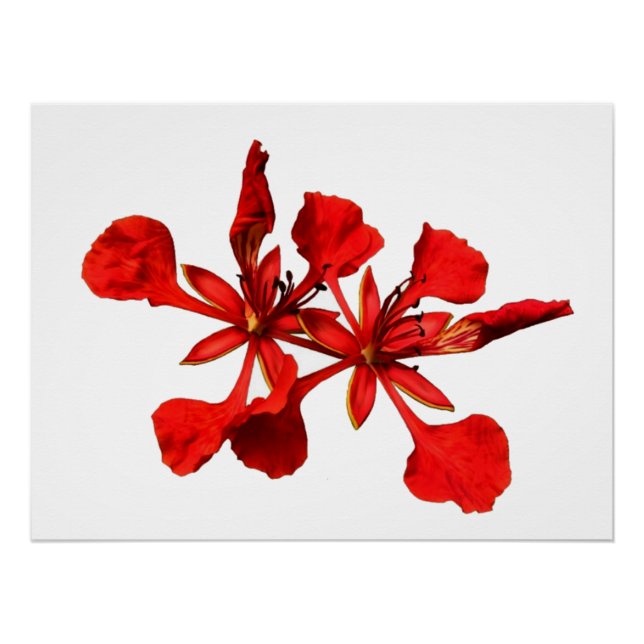 Poster Königliche Poinciana (Vorderseite)