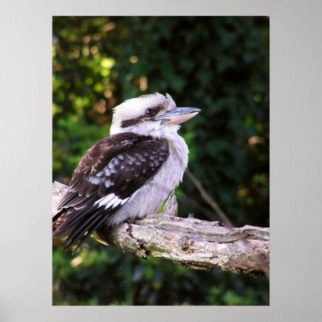 Poster Kookaburra (Devant)