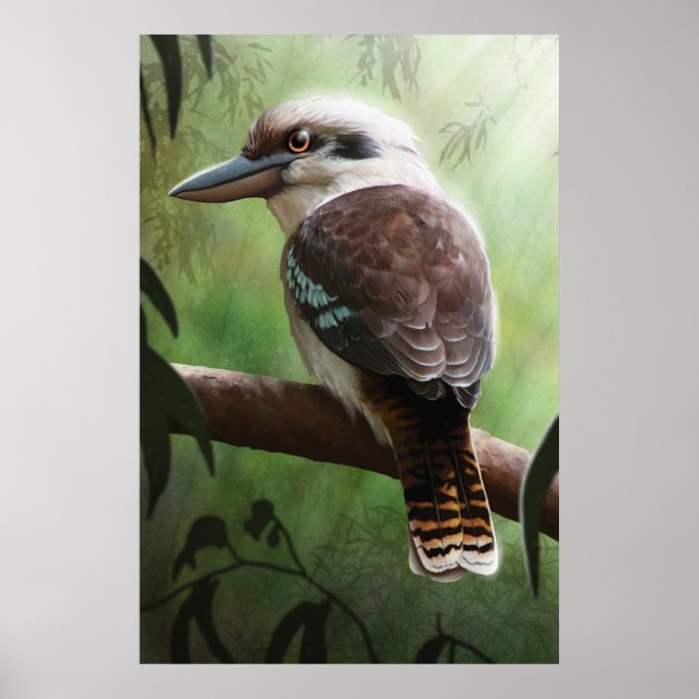 Poster Kookaburra (Devant)