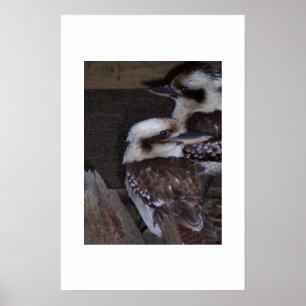 Poster Kookaburras