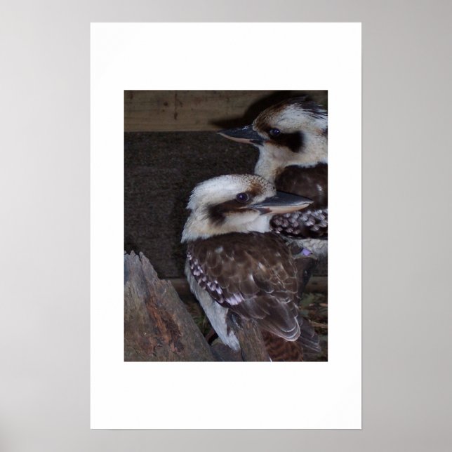 Poster Kookaburras (Devant)