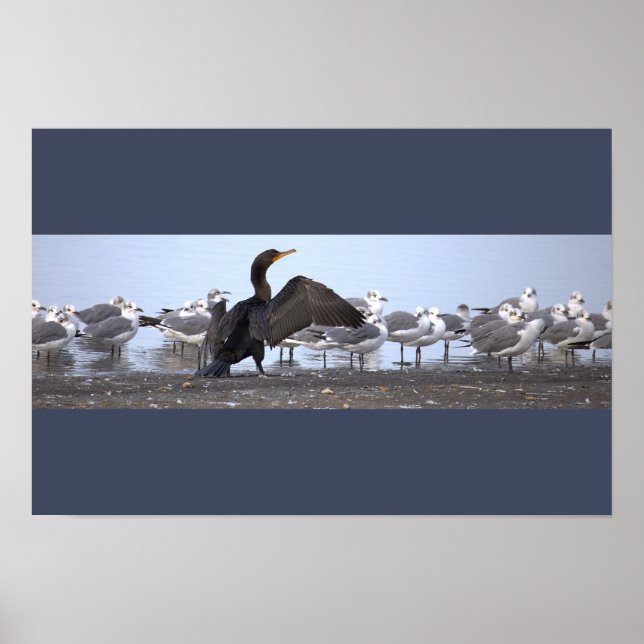 Poster Kormoran mit Möwen (Vorne)