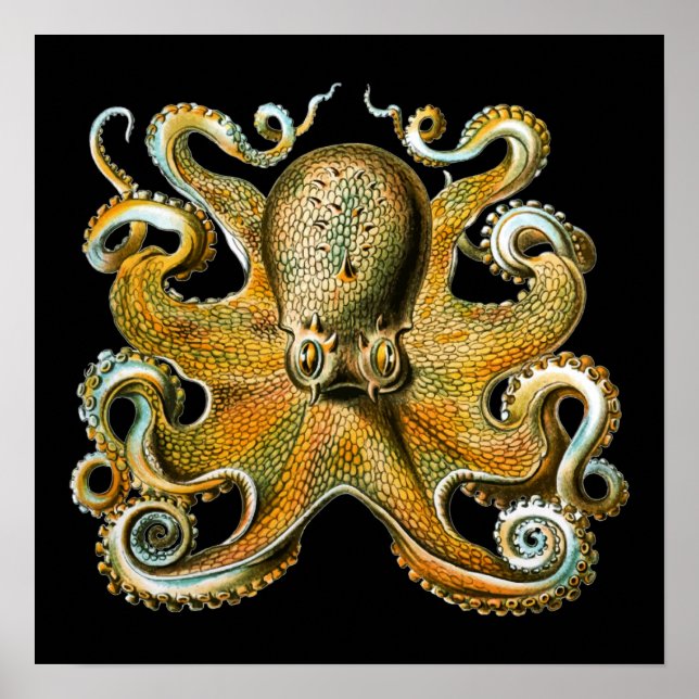 Poster Kraken Octopus | Animal Cool (Devant)