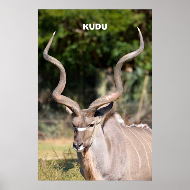 Poster Kudu (Devant)