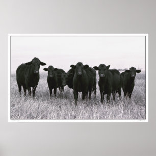Poster La bande d'Angus - bétail noirs d'Angus - le Texas