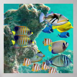 Poster La barrière de corail aux poissons tropicaux