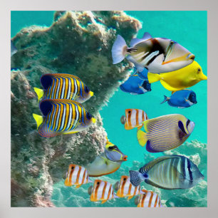 Poster La barrière de corail aux poissons tropicaux