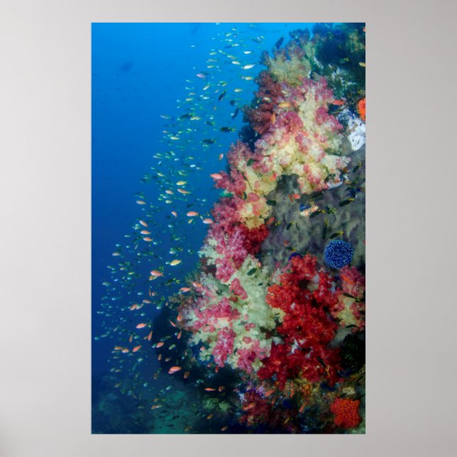 Poster La barrière de corail sous-marine, Indonésie (Devant)