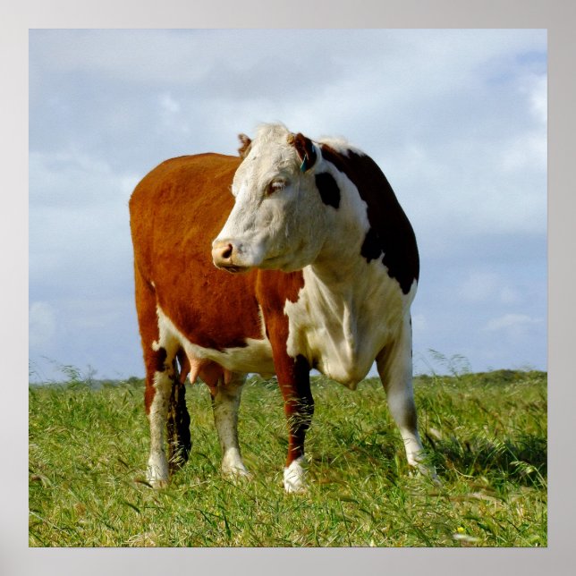 Poster La Beauté Bovine. (Devant)
