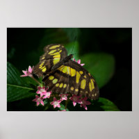 La beauté dans les étoiles Imprimer