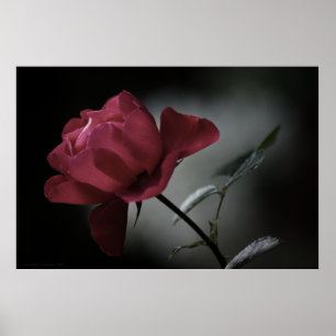 Poster La beauté de l'amour