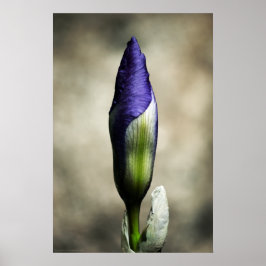 Poster La beauté naissante