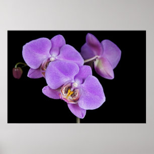 Poster La beauté tropicale