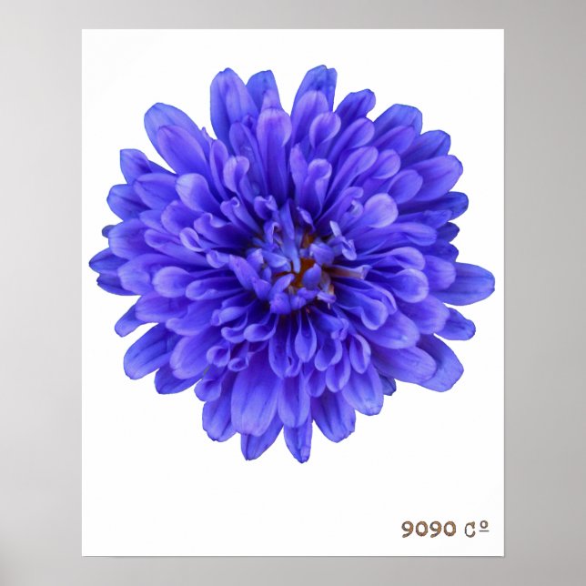 Poster La Bluette (Devant)