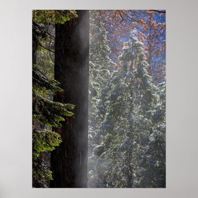 Poster La brume neigeuse dans la forêt (Devant)