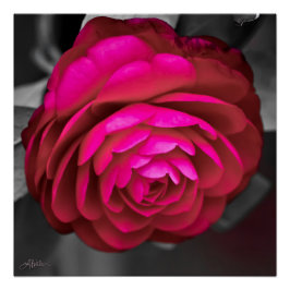 Poster La Camellia Rosy