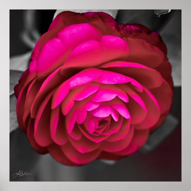 Poster La Camellia Rosy (Devant)