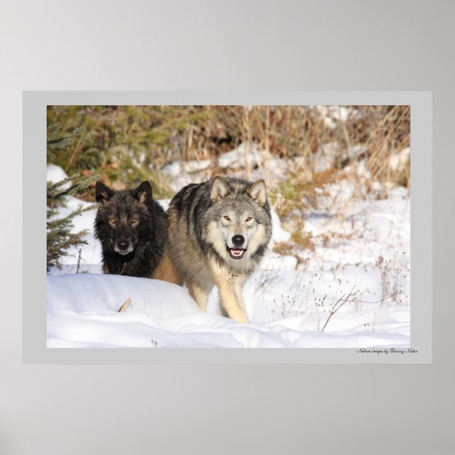 Poster La chasse (Devant)