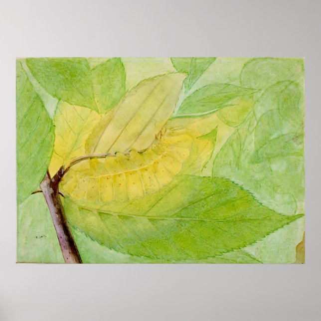 Poster La chenille lunaire par Abbott Handerson Thayer (Devant)