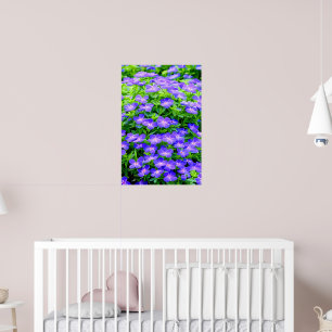 Poster La clématite de Drummond - une jolie petite fleur