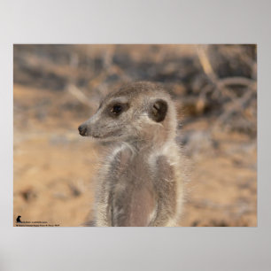 Poster La collection de Fluffernutter - rêvassant