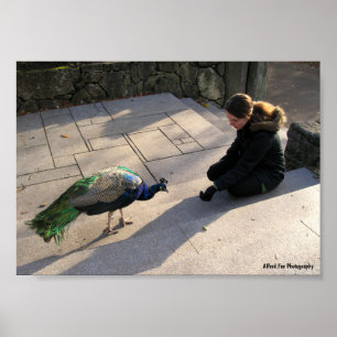 Poster La Confiance d'un Paon