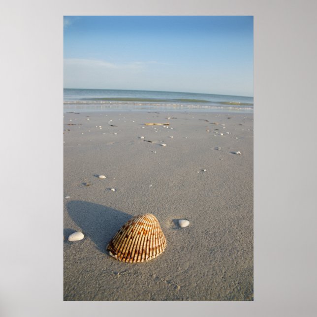 Poster La coque (Devant)