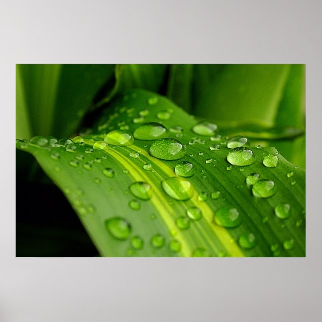 Poster La couleur de la pluie.. (Devant)