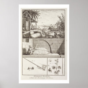 Poster La culture du coton, du 'Encyclopedia