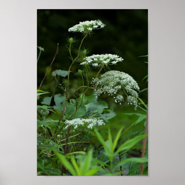 Poster La dentelle de la reine Anne en été (Devant)