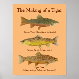 Poster La fabrication d'un tigre