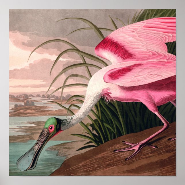 Poster La faune des oiseaux d'Audubon de Spoonbill Roseat (Devant)