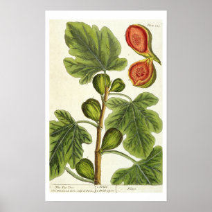 Poster La Fig Tree, plate 125 from 'A Curious Herbal', p