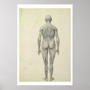 Poster La figure humaine, vue antérieure, de la série '