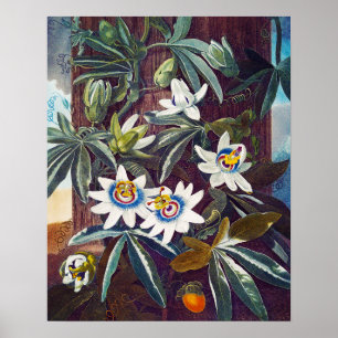 Poster La fleur de la passion bleue