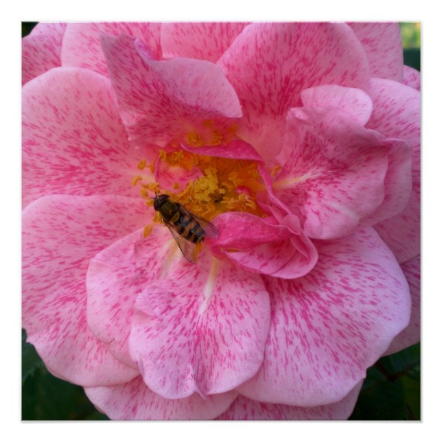 Poster La fleur rose fleurit douche de destin d'amour (Devant)