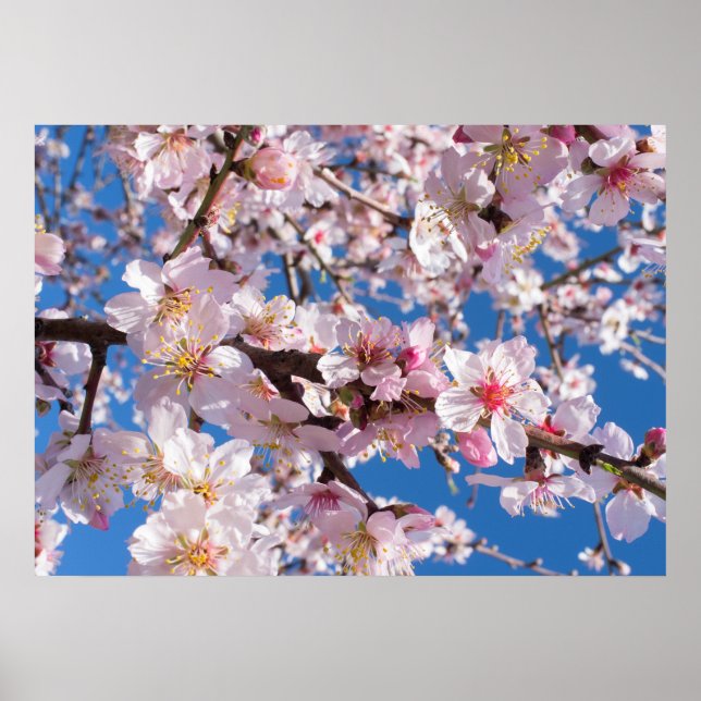 Poster La floraison du printemps (Devant)