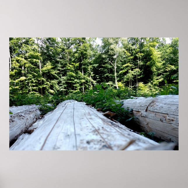 Poster La force de la forêt (Devant)