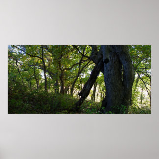 Poster La forêt