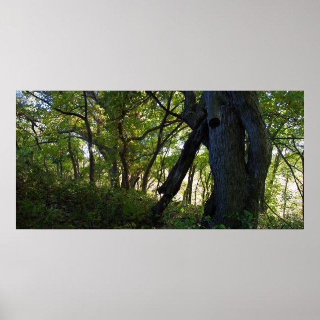 Poster La forêt (Devant)