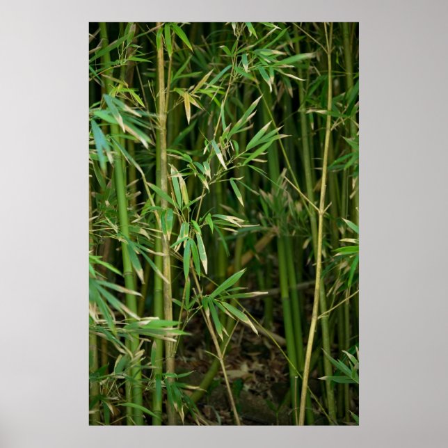 Poster La forêt de Bamboo (Devant)
