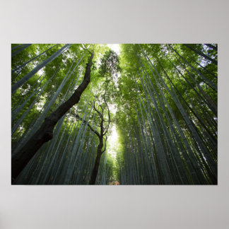Poster La forêt de Bamboo
