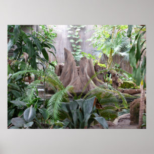 Poster La forêt tropicale