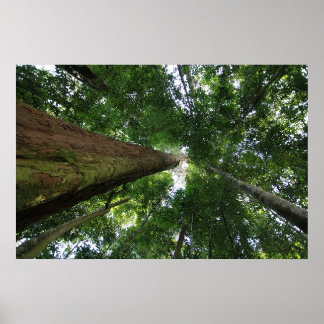 Poster La forêt tropicale indonésienne (Devant)